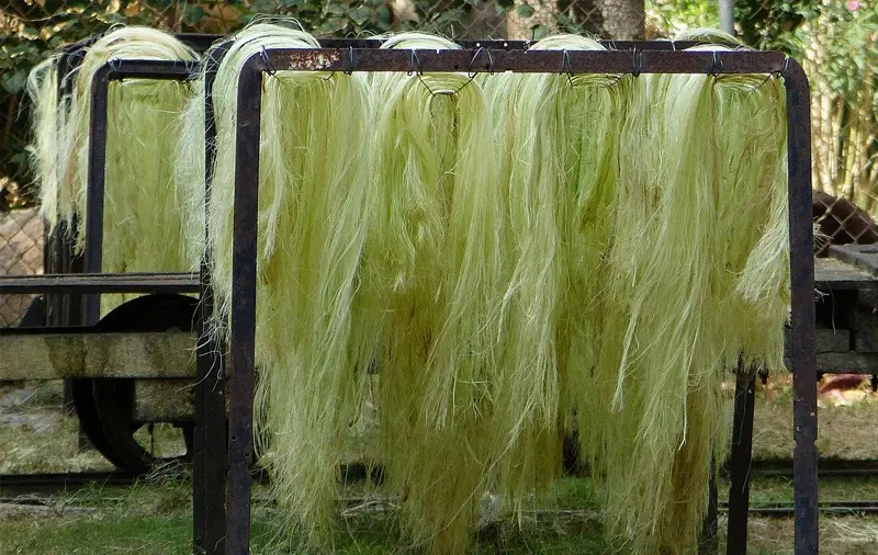 Sisal Fiber