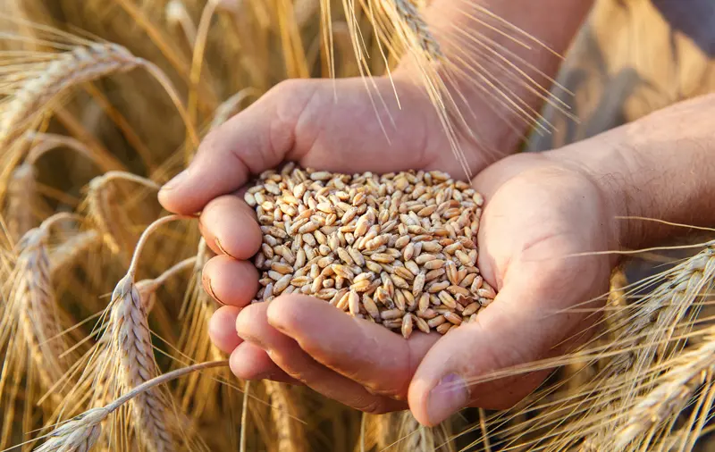 Wheat